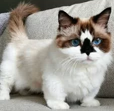 11 Fascinating Facts about the Munchkin Cats