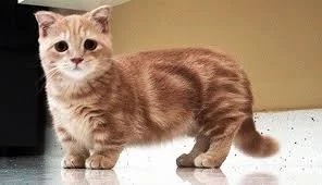5 Unique Things about Munchkin Cat Scottish Fold Mix