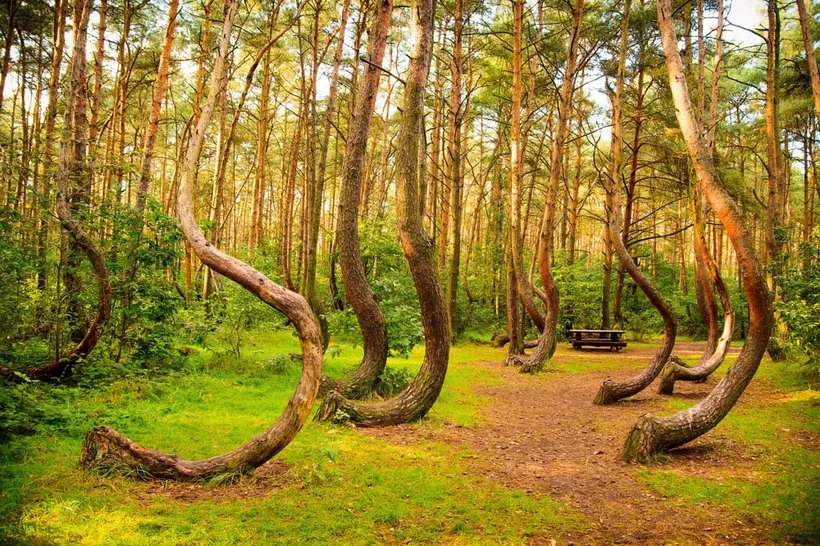 Crooked-forest.webp