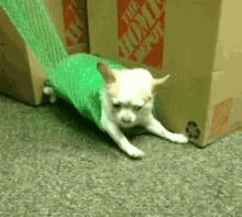 doggo-cute.gif