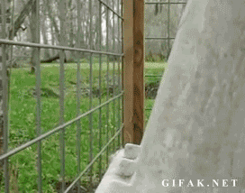 Goat Peeping.gif
