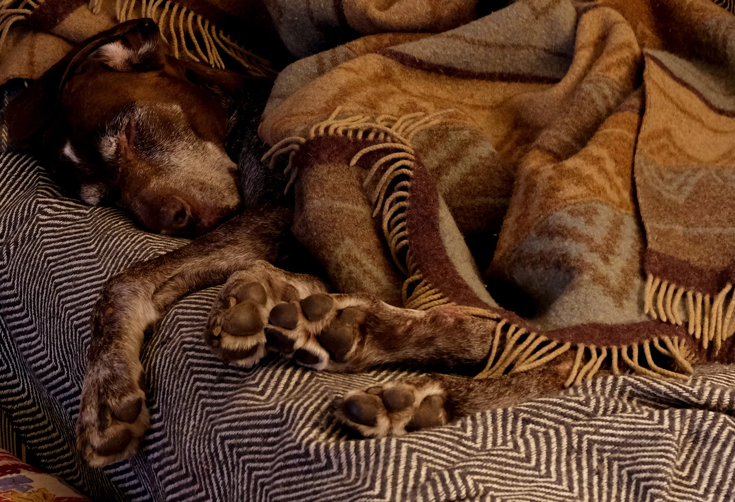 Oskar.webp