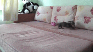 105302-Excited-Puppy.gif