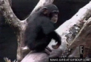 13425.gif
