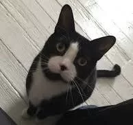 Something About This Cat's Face is so Familiar... - I Can ...