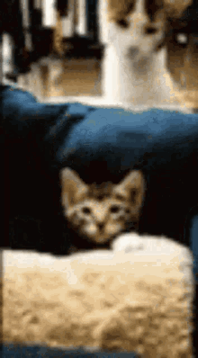 4 cat.GIF