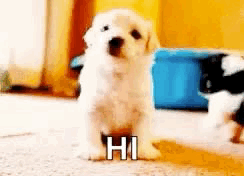 465A396E-2F26-4BDF-A811-38E856A04276.gif