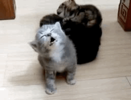 73D.GIF