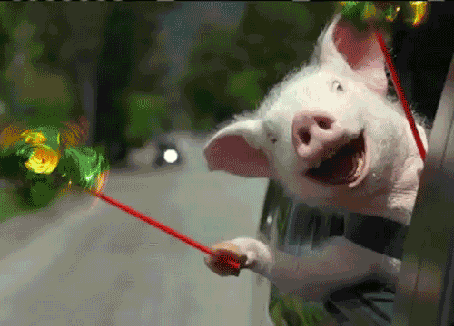 HappyPig-gif.157
