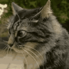 bengal-cat.gif