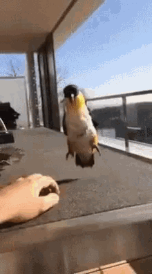 bird-happy.gif