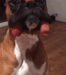 boxer-patient.gif