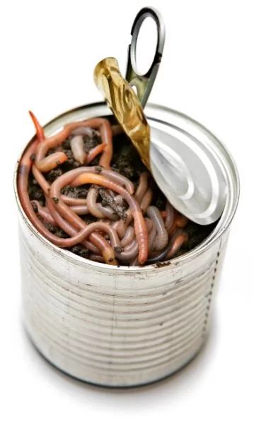 Can of worms.webp