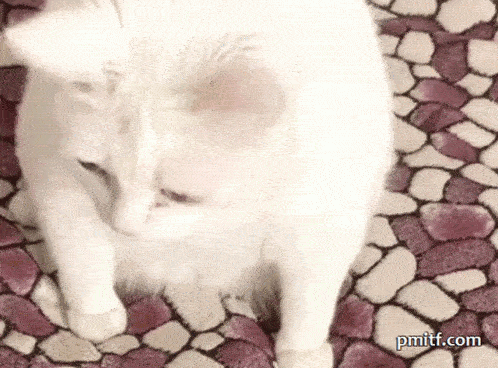 Cat (2).gif