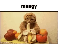 cat-banana.webp