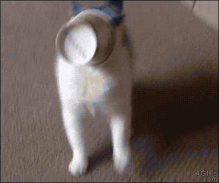 Cat Blind.gif