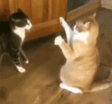 cat-cute.gif