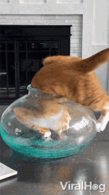 cat-fishbowl.gif