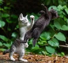 cat.webp
