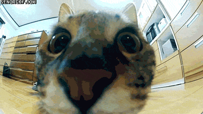 crazy-cat-jumps.gif