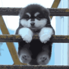 dog.gif