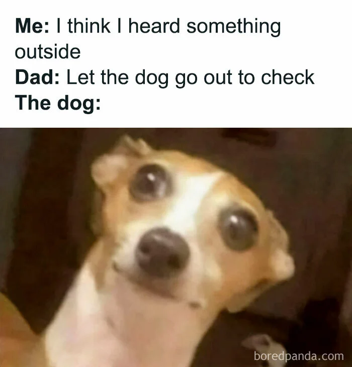 dog.webp
