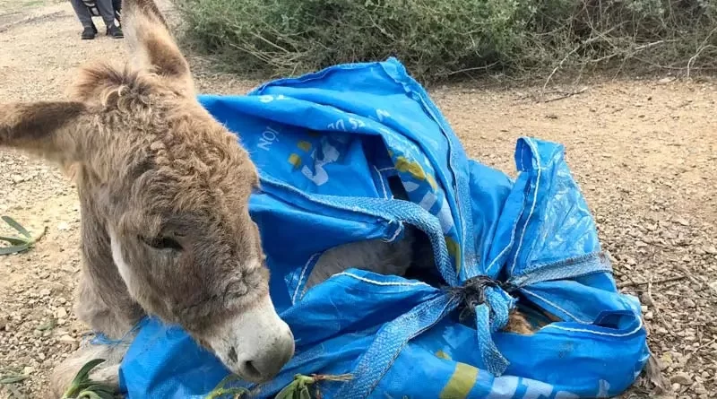 donkey-dumped1.webp