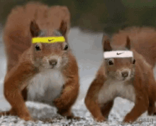 funny-animals.gif