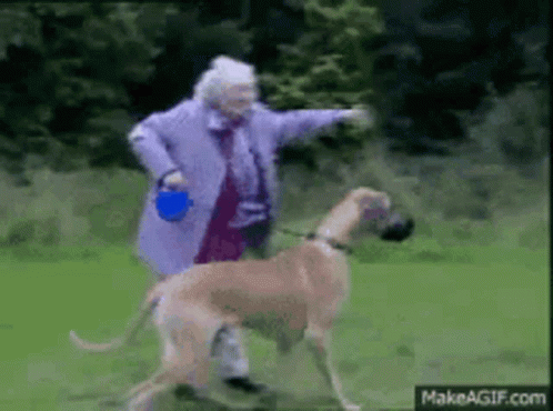 funny-dog.gif