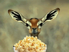 giphy (1).gif