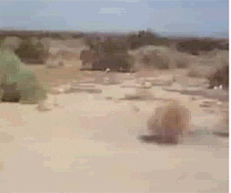 giphy-1.gif