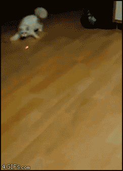 giphy (14).gif