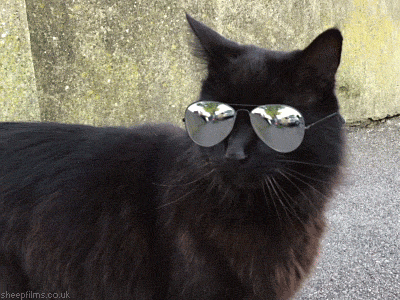giphy (4).gif