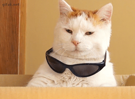 giphy (5).gif