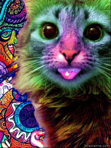 giphy (6).gif