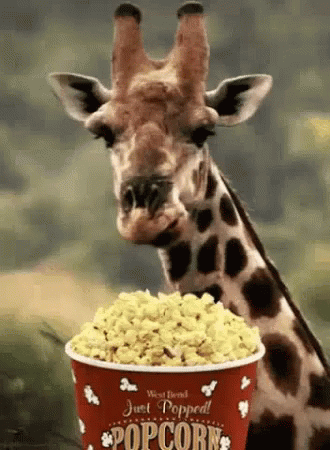 giraffe-eating.gif