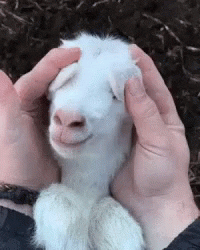 Goat Ears Gif.gif