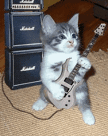 guitar-cat.gif