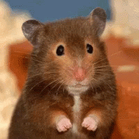hamster-hello.gif