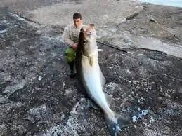 imagesfish.webp