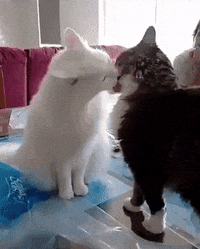 IMG_0052.gif