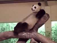 IMG_1331.gif