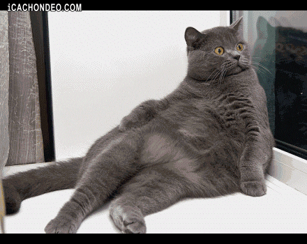 IMG_3831.gif