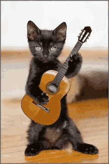 music-cat.gif