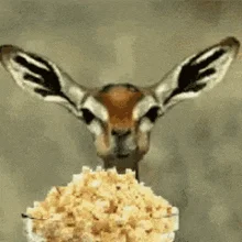 popcorn.webp