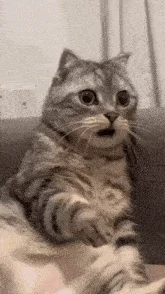 shocked-surprised.webp