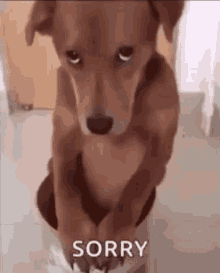 sorry.gif