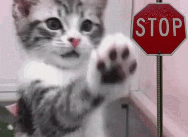 stop-funny-animal.gif