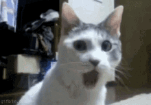 surprised-cat.gif