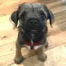 GrahamG